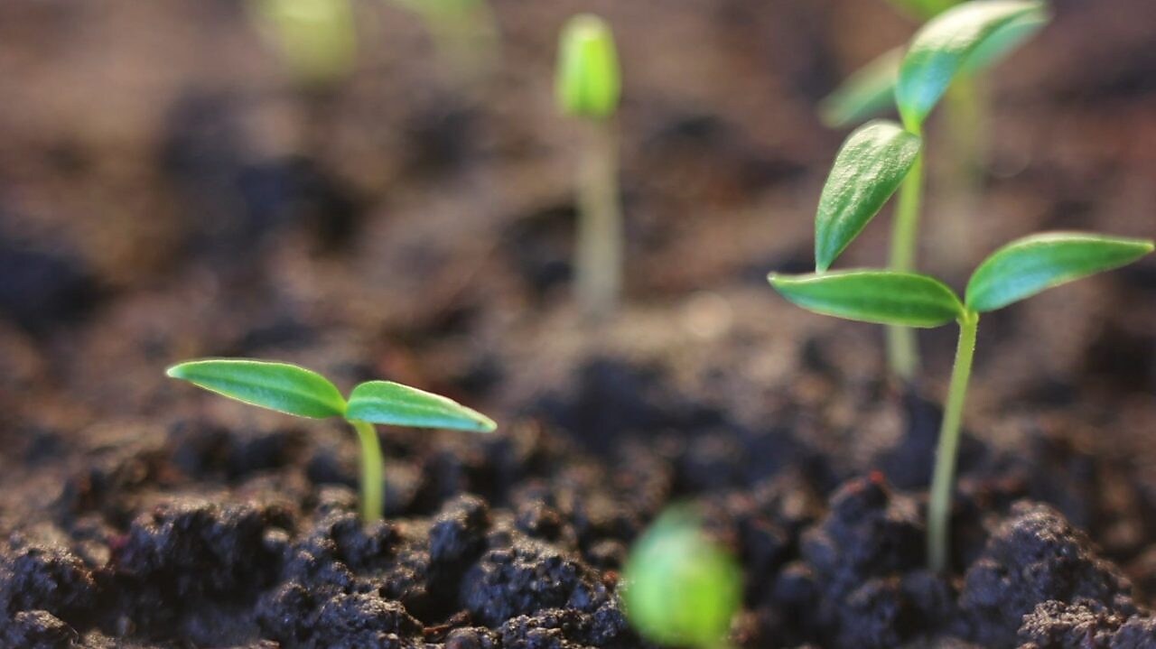 Imagem de solo marrom escuro com pequenas plantas verdes brotando.