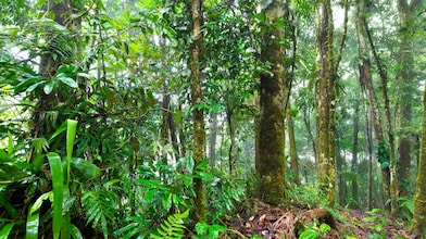 Floresta vista por dentro, com diversos espécimes de árvores, folhagem de pequeno porte e folhas secas no chão.