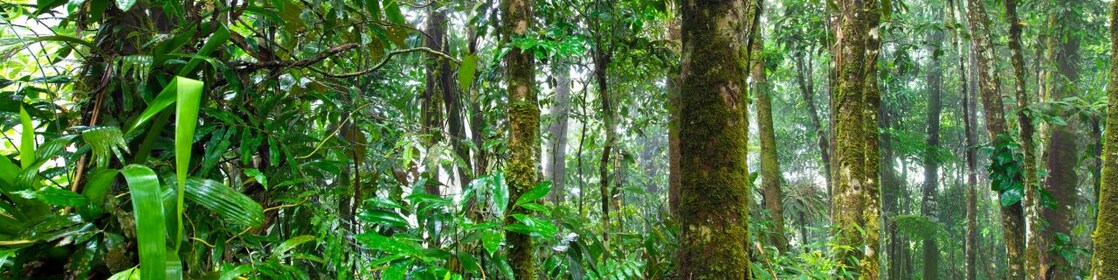 Floresta vista por dentro, com diversos espécimes de árvores, folhagem de pequeno porte e folhas secas no chão.
